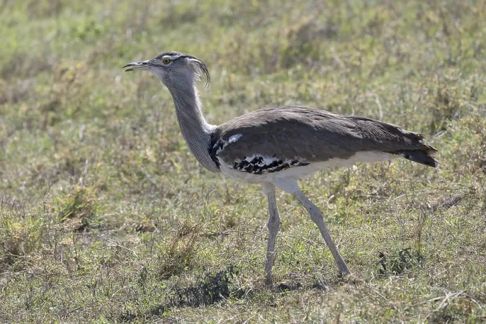 Framed Print : Kori bustard (Ardeotis kori), Ngorongoro Conservation Area