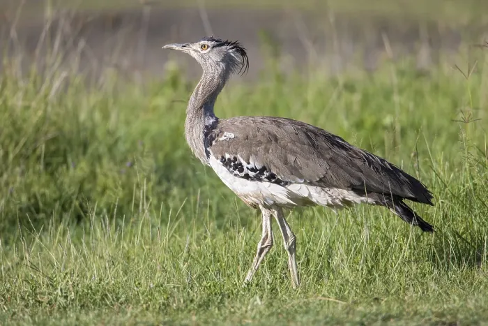 Framed Print : Kori Bustard (Ardeotis kori struthiunculus)