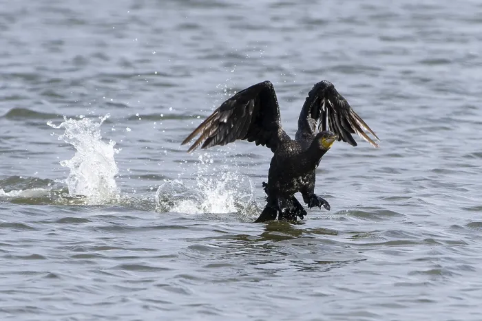 Framed Print : Kormoran bei der Landung. Great Cormorant landing in the baltic sea