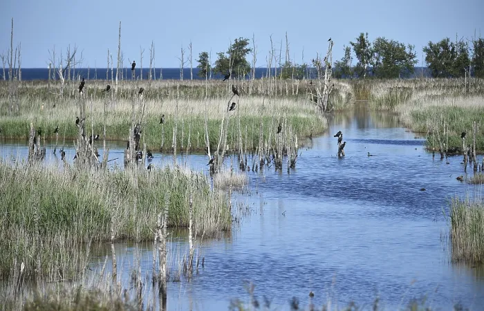 Framed Print : Kormorane, (Phalacrocorax carbo) in den Wasserlaufen und Salzwiesen auf dem DarB