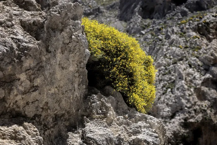 Framed Print : Kourtaliotiko Gorge, Broom, Crete
