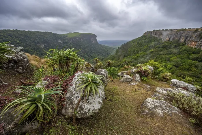 Framed Print : Krantz aloe (Aloe arborescens) growing on rocks