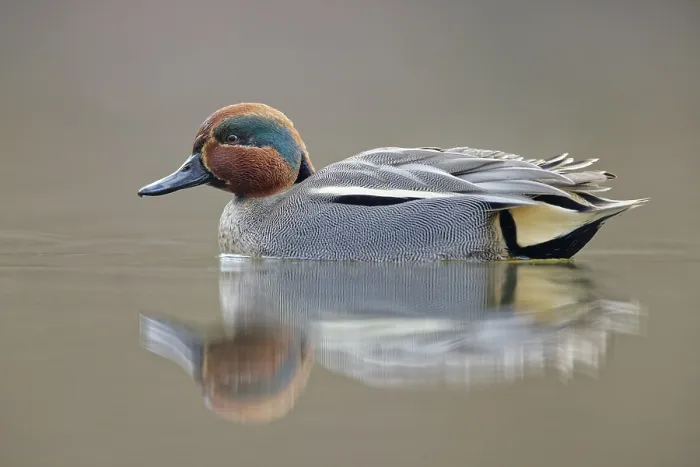 Framed Print : Krickente, Anas crecca Eurasian Teal, Anas crecca