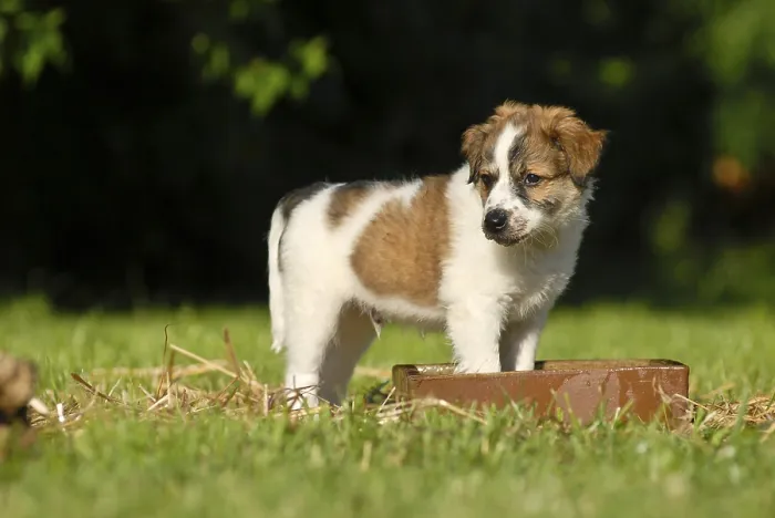 Framed Print : Krohmfohrlaender puppy standing in a dog bowl