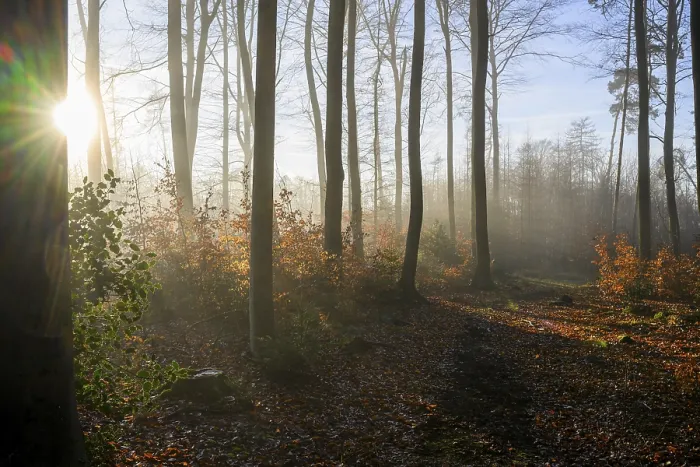 Framed Print : Krucum, Melle, Lower Saxony, Germany Sun rays illuminate an autumnal forest