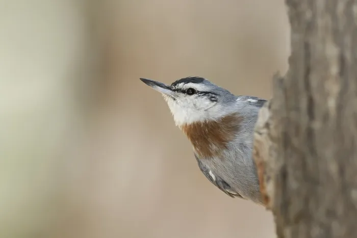 Framed Print : Krueper's Nuthatch (Sitta krueperi)