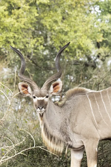 Framed Print : Kudu, Kruger National Park, South Africa