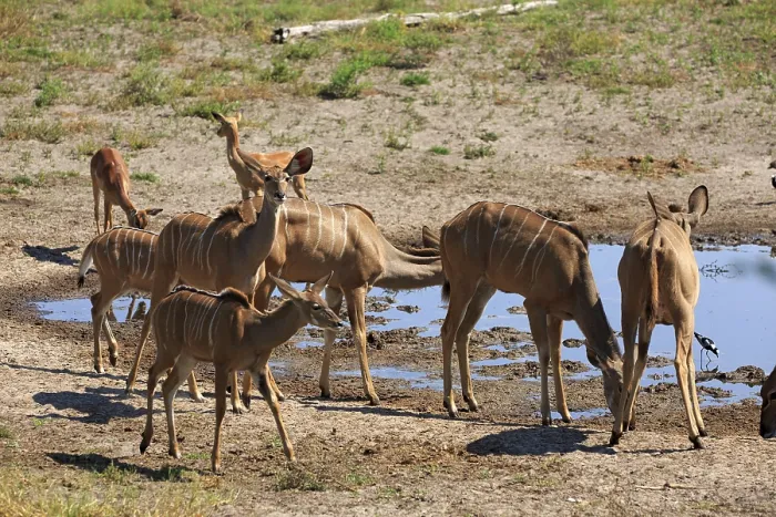 Framed Print : Kudus in Chobe National Park in Botswana