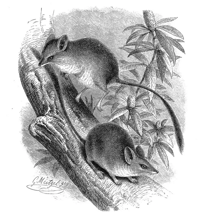 Framed Print : Kultarr (Antechinomys laniger) Framed Print : Kultarr (Antechinomys laniger)
