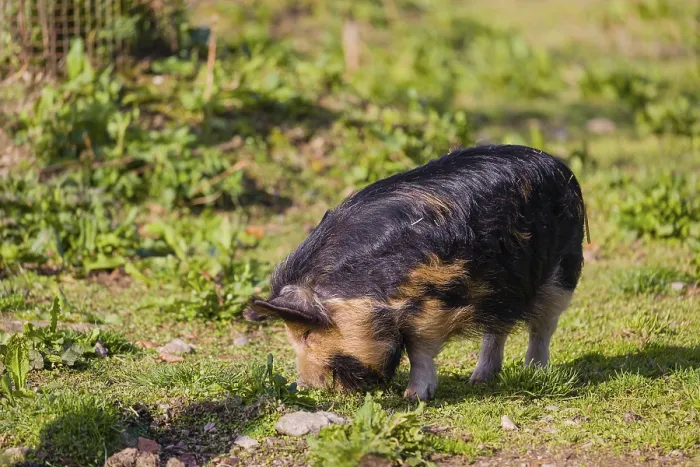 Framed Print : Kunekune pig, sus scrofa domesticus