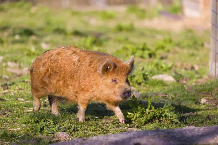 Framed Print : Kunekune pig, sus scrofa domesticus
