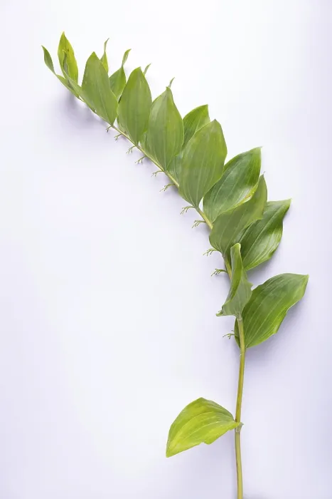 Framed Print : Kupena - a garden plant on a white background