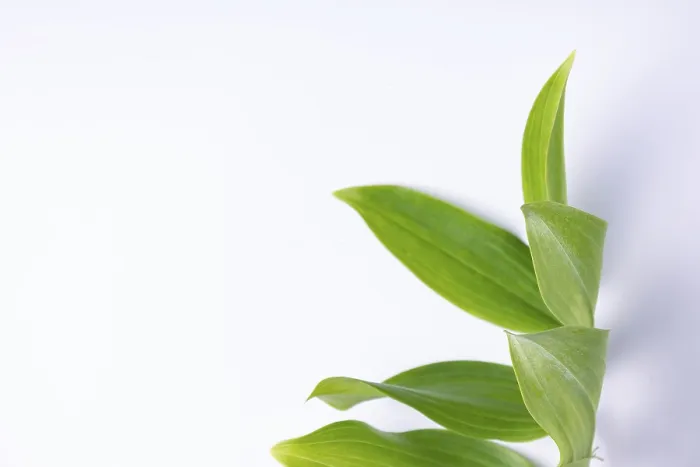 Framed Print : Kupena - a garden plant on a white background close up
