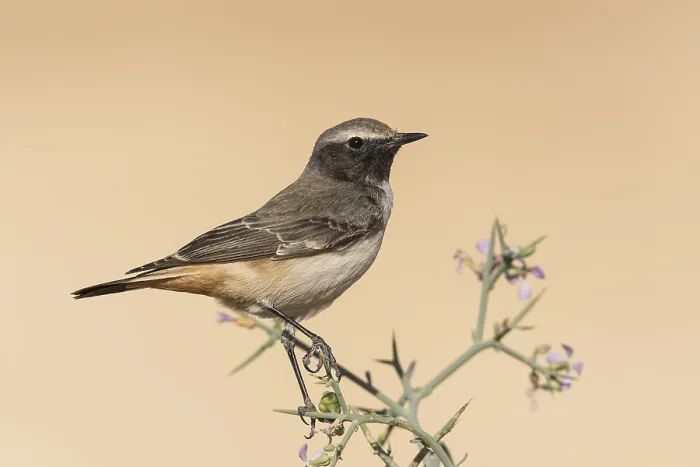 Framed Print : Kurdish Wheatear (Oenanthe xanthoprymna) male perched on a branch