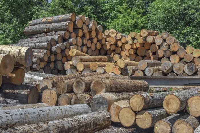 Framed Print : Labelled stacked tree trunks in a sawmill Framed Print : Labelled stacked tree trunks in a sawmill