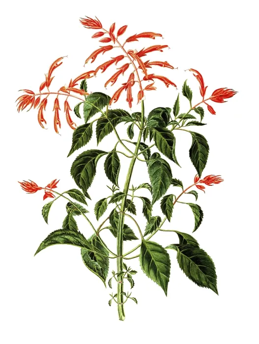 Framed Print : Labiatae or Lamiaceae, Scarlet Sage