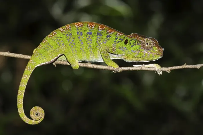 Framed Print : Labord's chameleon (Furcifer labordi)