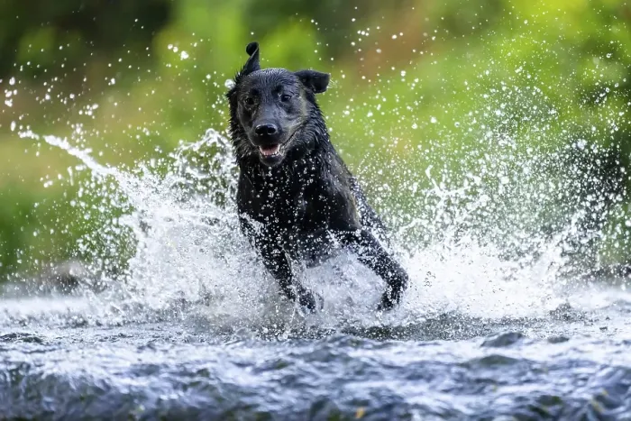Framed Print : Labrador dog running through river Rems