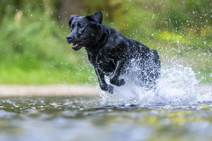 Framed Print : Labrador dog running through river Rems Framed Print : Labrador dog running through river Rems