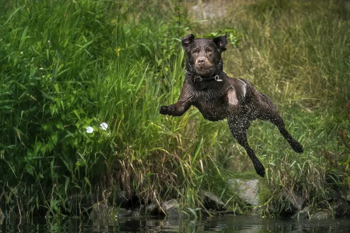 Framed Print : A Labrador jumping into the water Framed Print : A Labrador jumping into the water