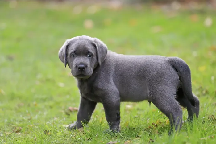 Framed Print : Labrador, puppy standing in the grass Framed Print : Labrador, puppy standing in the grass