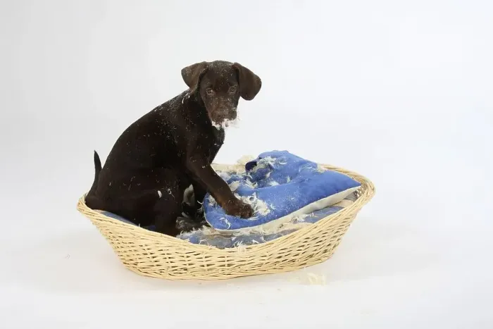 Framed Print : Labrador retriever, 11 weeks, brown