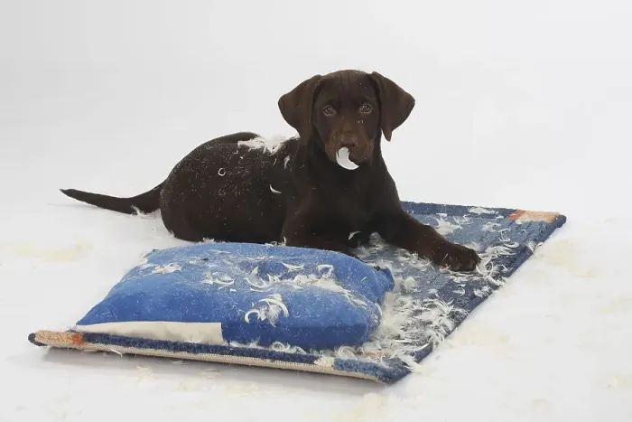 Framed Print : Labrador retriever, 11 weeks, brown
