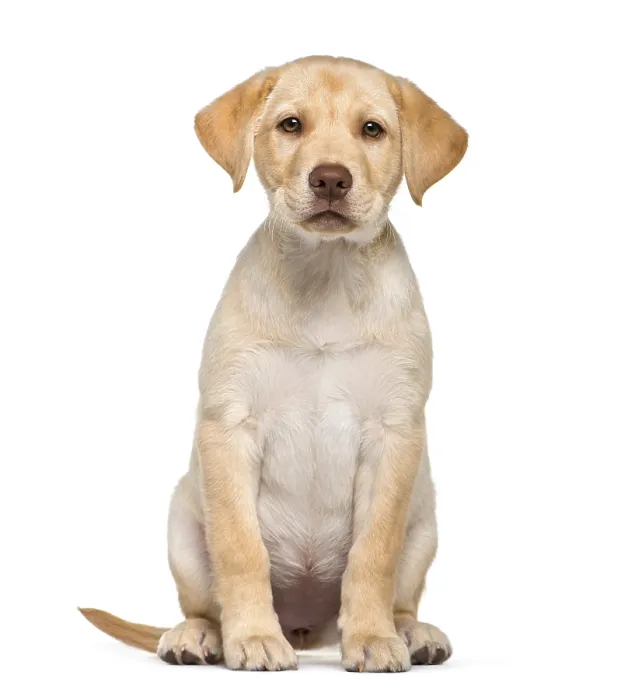 Framed Print : Labrador Retriever, 2 months old Framed Print : Labrador Retriever, 2 months old
