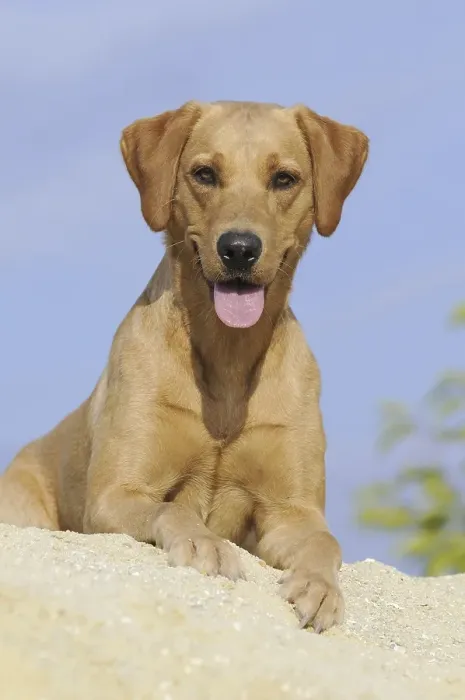 Framed Print : Labrador Retriever dog, bitch, lying on a sand dune