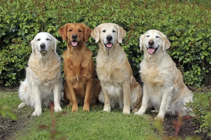 Framed Print : Labrador Retriever, group picture