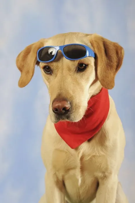 Framed Print : Labrador Retriever, male, yellow