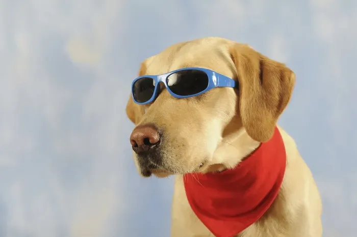Framed Print : Labrador Retriever, male, yellow, with scarf and sunglasses, animal portrait, studio shot Framed Print : Labrador Retriever, male, yellow, with scarf and sunglasses, animal portrait, studio shot