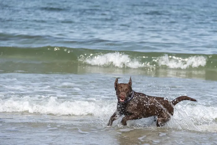 Framed Print : A Labrador Retriever plays in the shallow Baltic Sea water Framed Print : A Labrador Retriever plays in the shallow Baltic Sea water