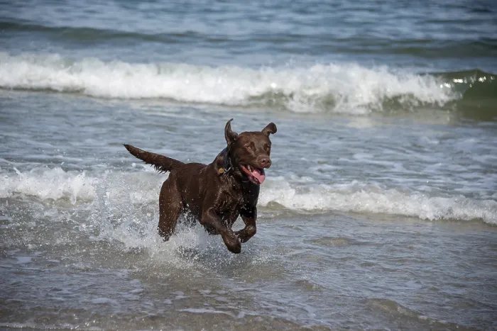 Framed Print : A Labrador Retriever plays in the shallow Baltic Sea water