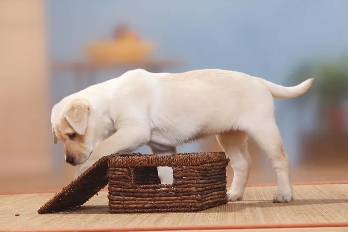 Framed Print : Labrador Retriever, Puppy, 9 weeks