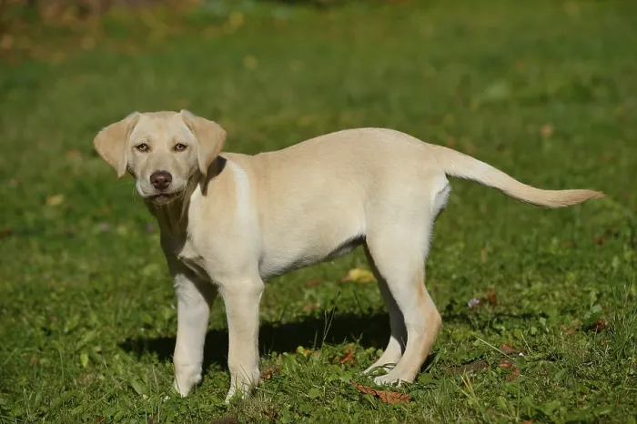 Framed Print : A Labrador Retriever puppy stands on a green meadow and looks curiously into the camera