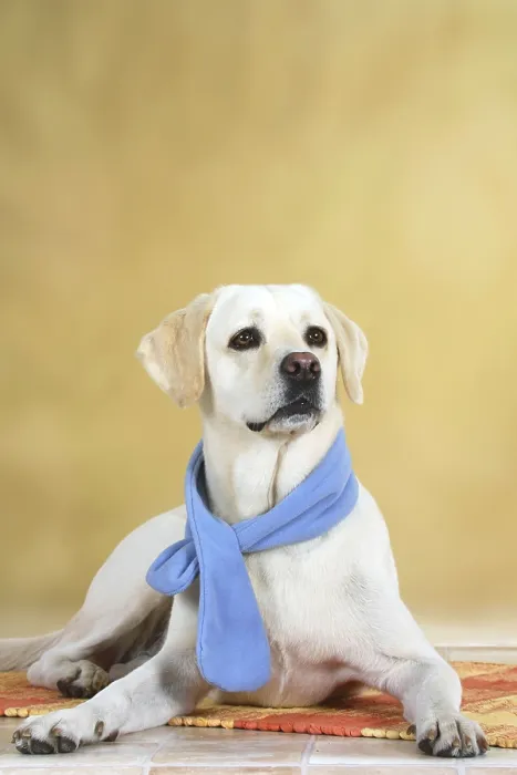 Framed Print : Labrador Retriever with Scarf