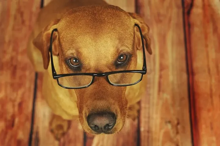 Framed Print : Labrador Retriever, yellow, bitch with glasses Framed Print : Labrador Retriever, yellow, bitch with glasses