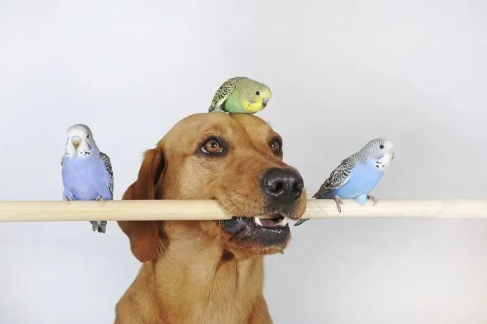Framed Print : Labrador Retriever, yellow, bitch and young budgies sitting on pole Framed Print : Labrador Retriever, yellow, bitch and young budgies sitting on pole