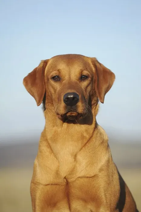 Framed Print : Labrador retriever, yellow, dog Framed Print : Labrador retriever, yellow, dog