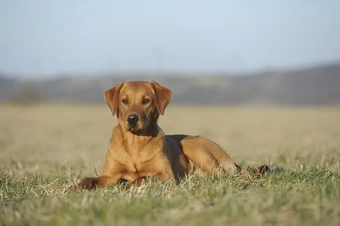 Framed Print : Labrador retriever, yellow, dog sitting in a meadow Framed Print : Labrador retriever, yellow, dog sitting in a meadow