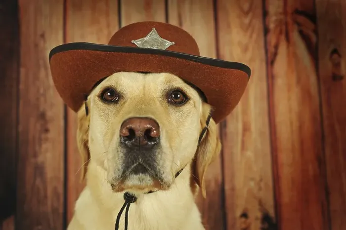 Framed Print : Labrador Retriever, yellow, male with cowboy hat