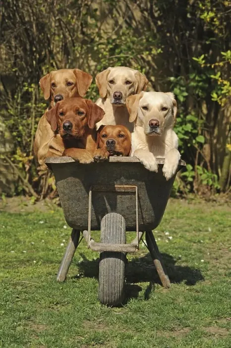 Framed Print : Labrador Retriever, yellow, males and females Framed Print : Labrador Retriever, yellow, males and females
