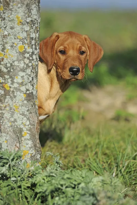 Framed Print : Labrador Retriever, yellow, puppy