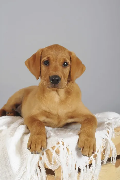 Framed Print : Labrador Retriever, yellow, puppy