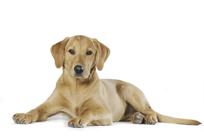 Framed Print : Labrador Retriever, young bitch