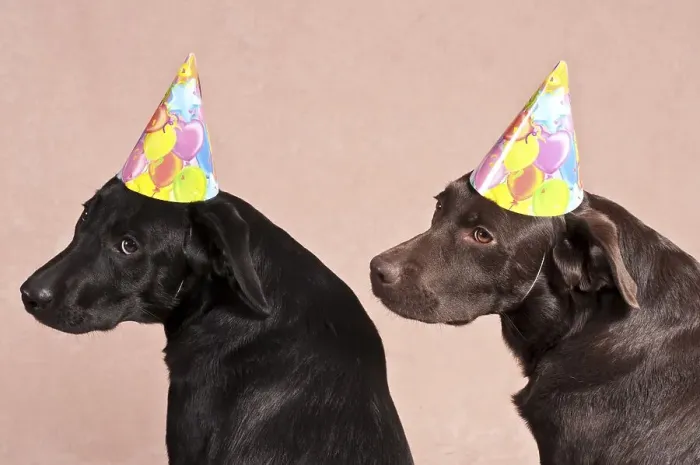 Framed Print : Two Labrador Retrievers wearing party hats