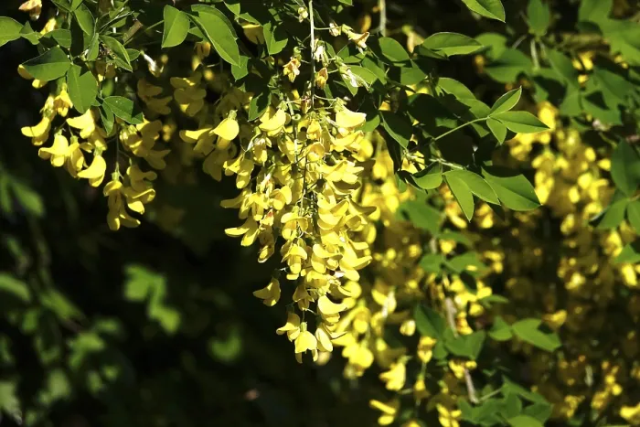 Framed Print : Laburnum, spring, Germany Framed Print : Laburnum, spring, Germany