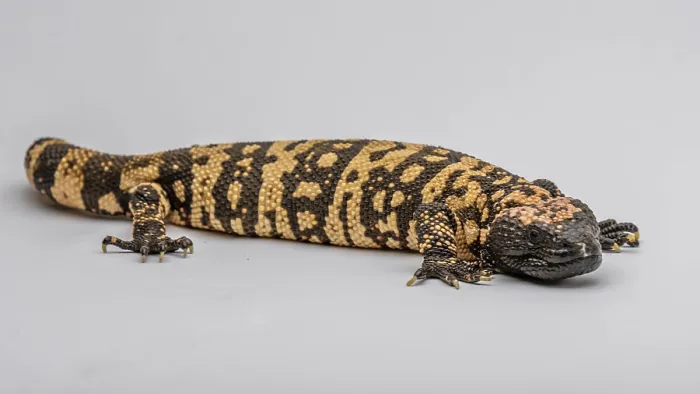 Framed Print : A lack, patterned venomous lizard in Sonora Desert Museum