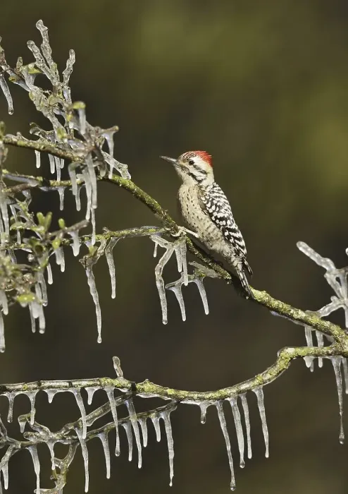 Framed Print : Ladder-backed Woodpecker (Picoides scalaris)